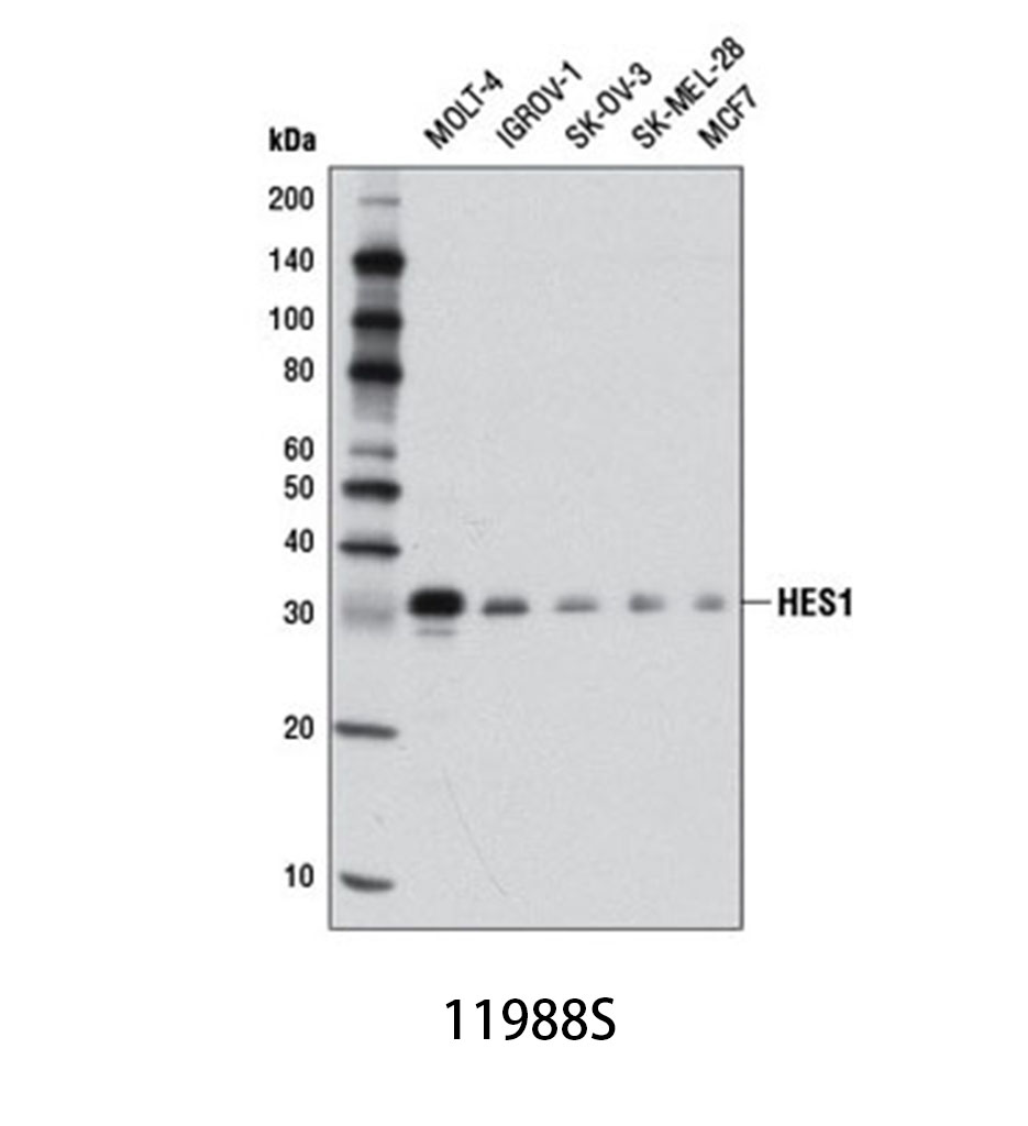 HES1 (D6P2U) Rabbit mAb