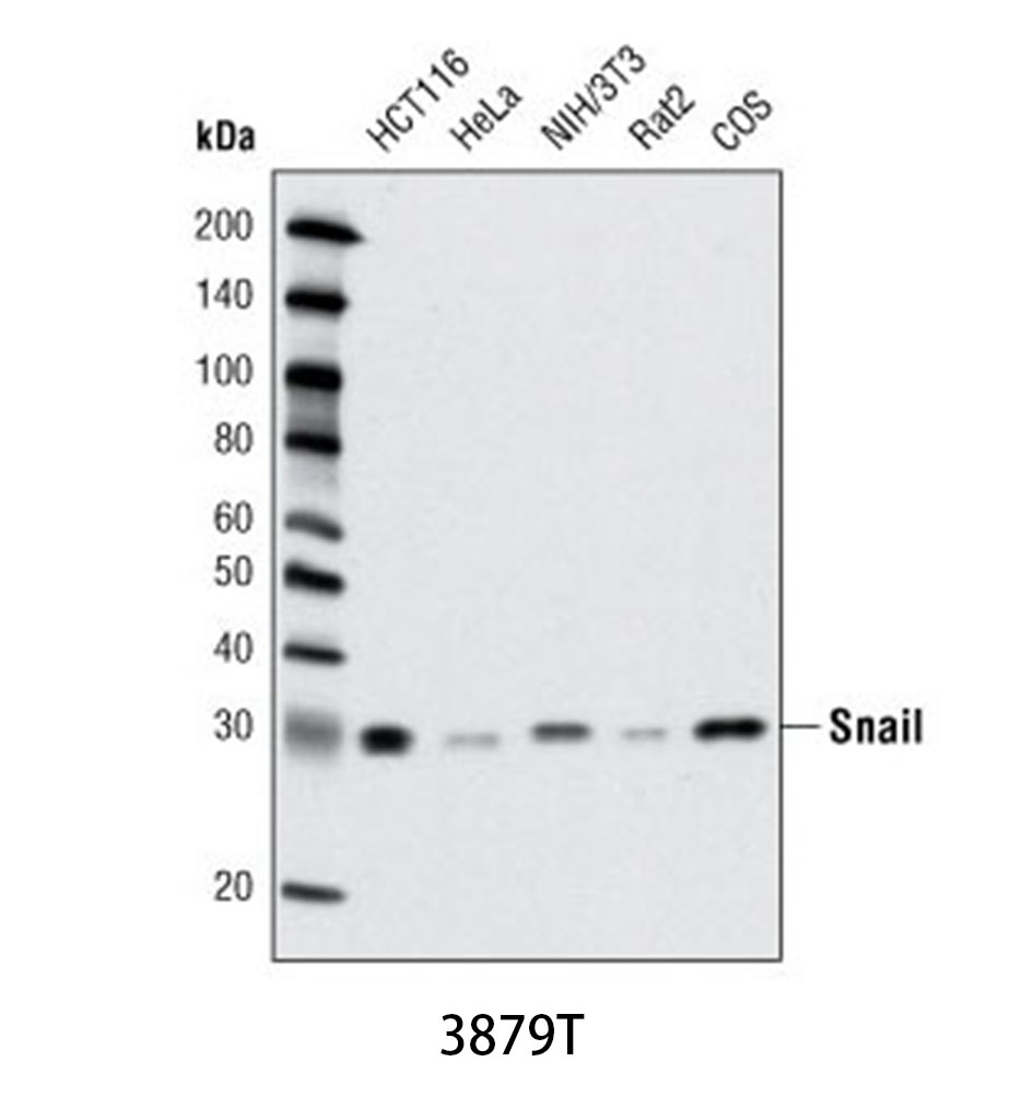 Snail (C15D3) Rabbit mAb