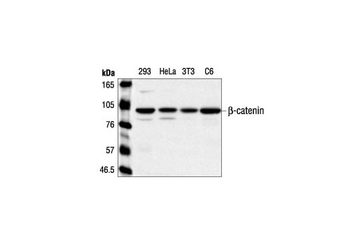 β-Catenin Antibody