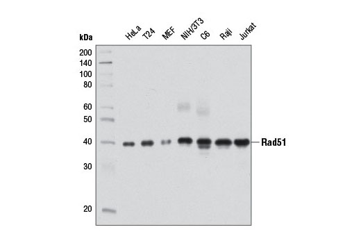 Rad51 (D4B10) Rabbit mAb