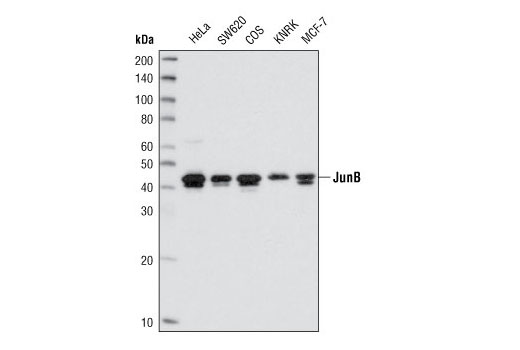 JunB (C37F9) Rabbit mAb