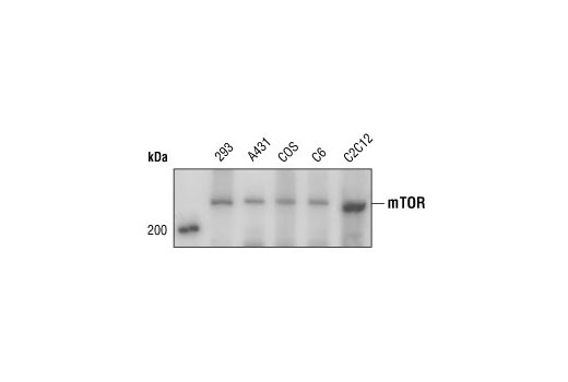 PhosphoPlus mTOR (Ser2448) Antibody Duet
