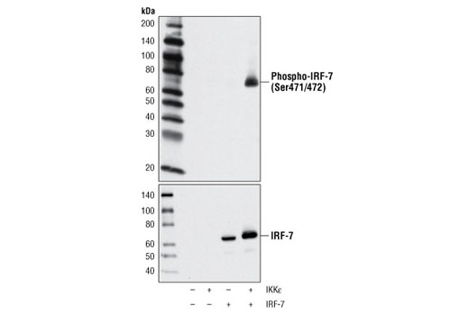 Phospho-IRF-7 (Ser471/472) Antibody