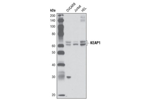 KEAP1 (P586) Antibody