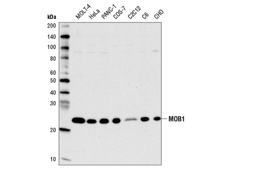 MOB1 (E1N9D) Rabbit mAb