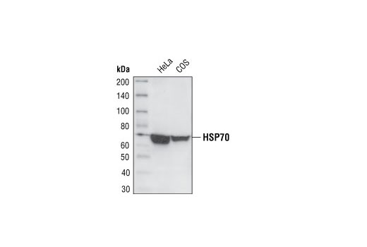 HSP70 (6B3) Rat mAb