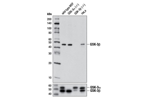 GSK-3β (3D10) Mouse mAb
