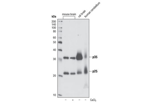 p35/25 (C64B10) Rabbit mAb