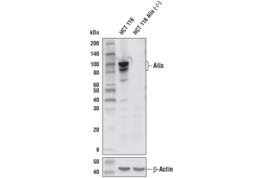 Alix (E6P9B) Rabbit mAb