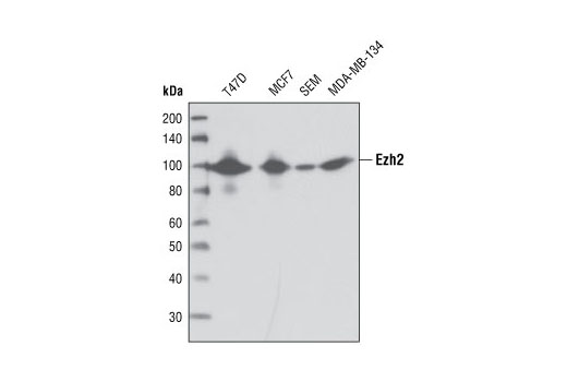 Ezh2 (AC22) Mouse mAb