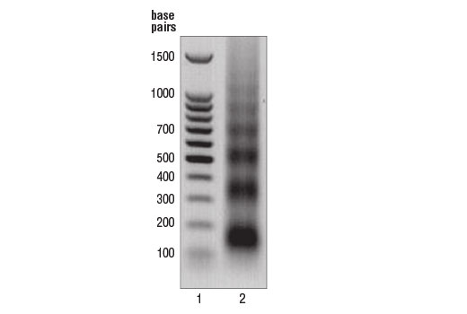 Micrococcal Nuclease