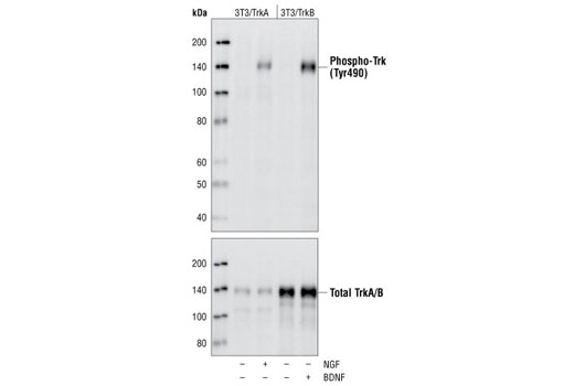 Phospho-TrkA (Tyr490)/TrkB (Tyr516) (C35G9) Rabbit mAb