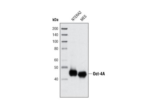 StemLight iPS Cell Reprogramming Antibody Kit