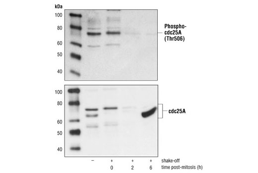 cdc25A Antibody