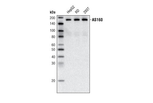 AS160 (C69A7) Rabbit mAb