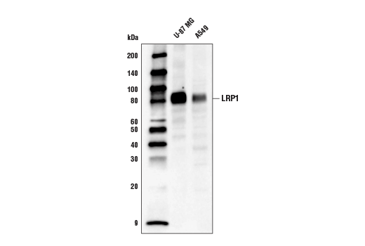 LRP1 Antibody