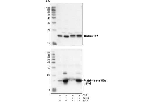 Histone H2A Antibody II