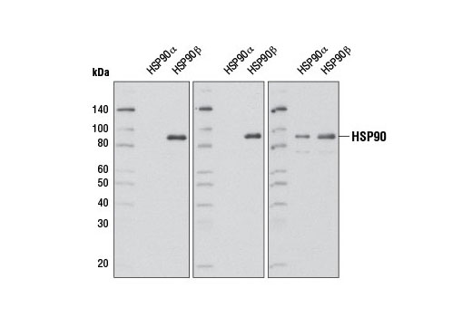 HSP90β (D3F2) Rabbit mAb