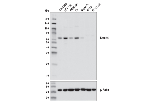 Smad4 (D3M6U) Rabbit mAb
