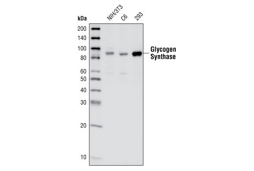 Glycogen Synthase Antibody