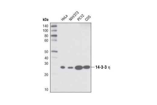 14-3-3 η Antibody