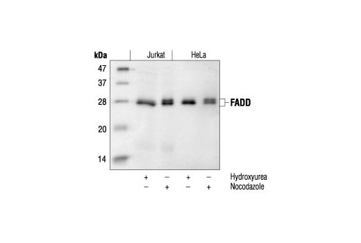FADD Antibody (Human Specific)