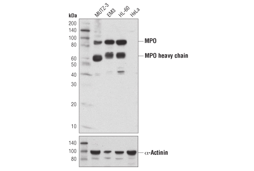 Myeloperoxidase (E1E7I) XP Rabbit mAb