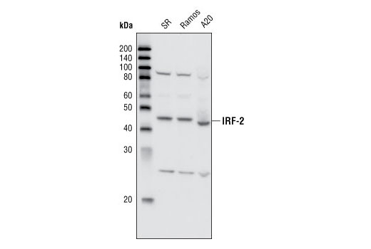 IRF-2 Antibody