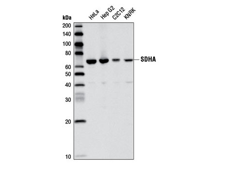 SDHA Antibody