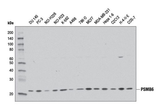 PSMB6 (E1K9O) Rabbit mAb