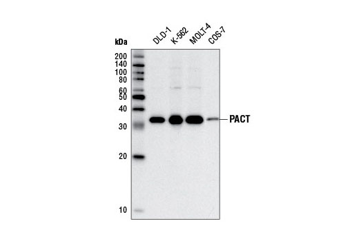 PACT (D9N6J) Rabbit mAb