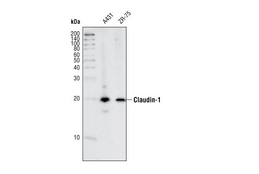 Claudin-1 Antibody