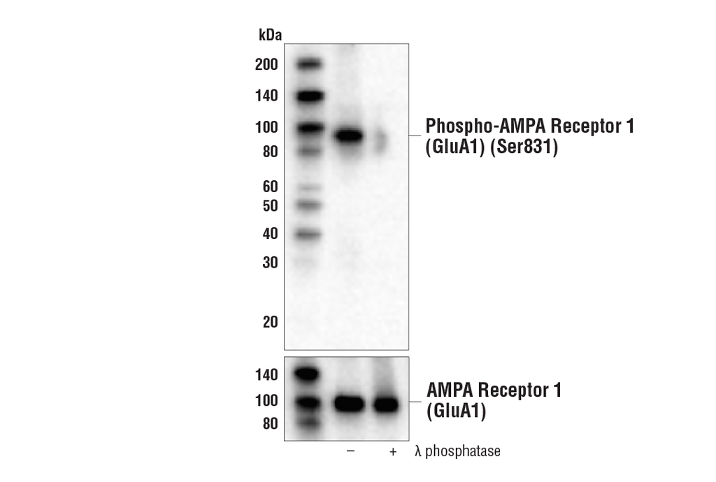 Phospho-AMPA Receptor 1 (GluA1) (Ser831) (A5O2P) Rabbit mAb