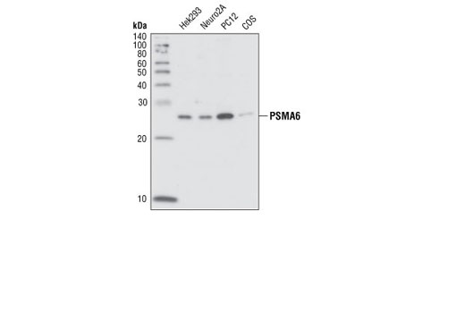 PSMA6 Antibody