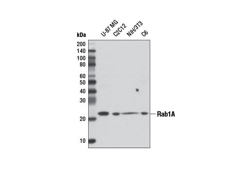 Rab1A (D5F8M) Rabbit mAb