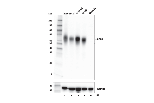 CD80 (E6J6N) Rabbit mAb