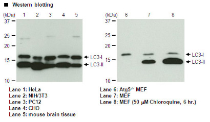 Anti-LC3 mAb