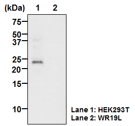 Anti-CD81 (TAPA1) mAb-Biotin