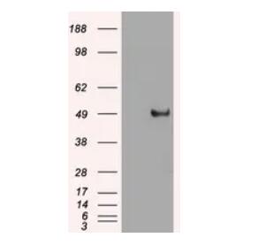 purified c-myc mouse monoclonal antibody