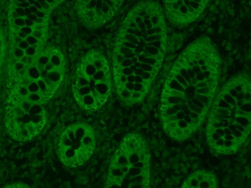 FITC标记的羊抗小鼠IgG H&amp;L