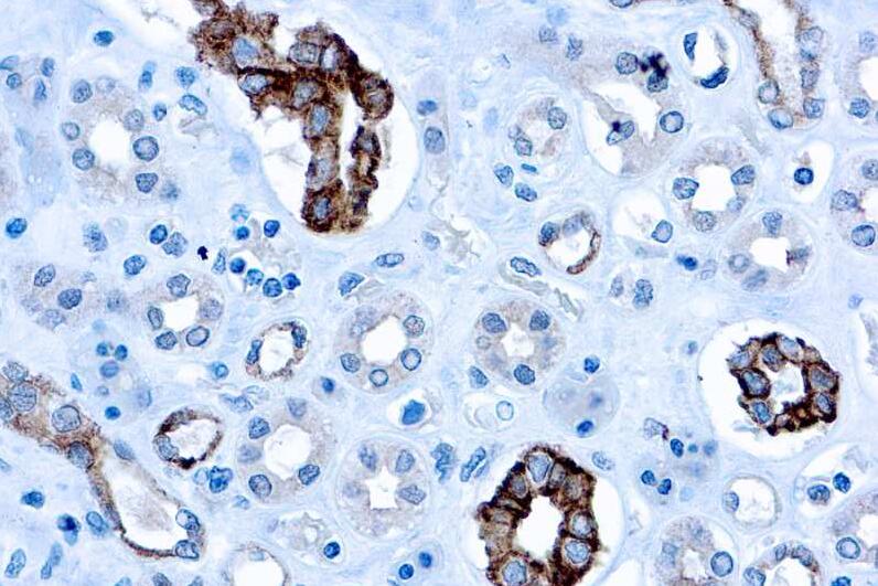 Anti-CD63抗体[NK1/C3]