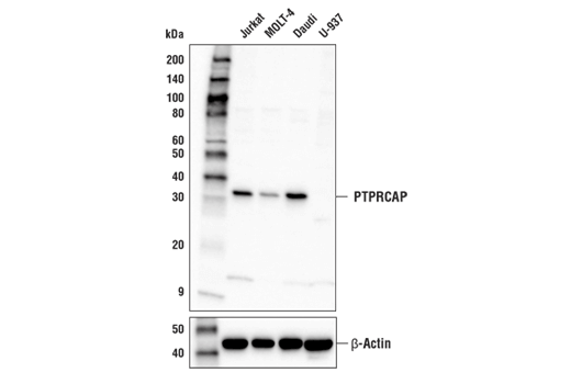 PTPRCAP Antibody