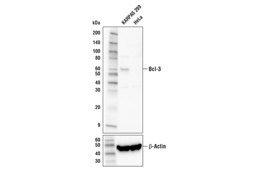 Bcl-3 Antibody