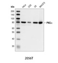 PKCα Antibody