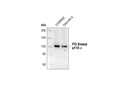 PI3 Kinase p110α Antibody