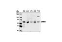 LIMK1 Antibody