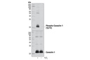 Phospho-Caveolin-1 (Tyr14) Antibody