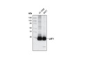 LAT1 Antibody