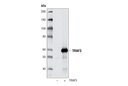 TRAF3 Antibody