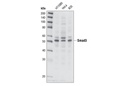 Smad3 Antibody